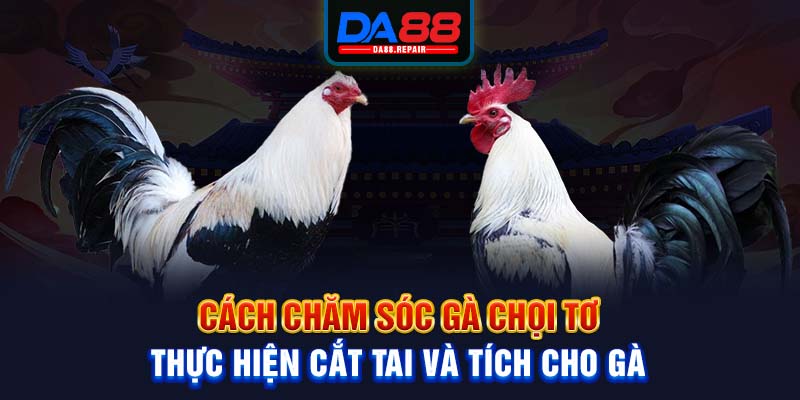 Cách chăm sóc gà chọi tơ - Thực hiện cắt tai và tích cho gà