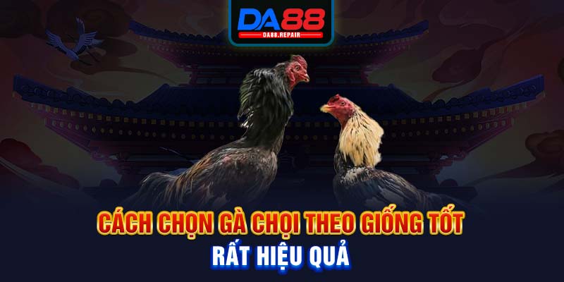 Cách chọn gà chọi theo giống tốt rất hiệu quả